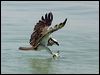 eastern_osprey_94263