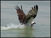 eastern_osprey_94264