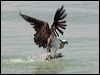 eastern_osprey_94265