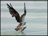eastern_osprey_94267