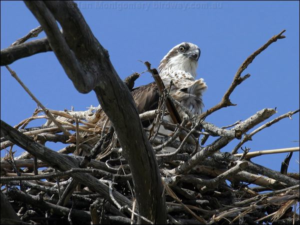 Eastern Osprey eastern_osprey_05651.jpg