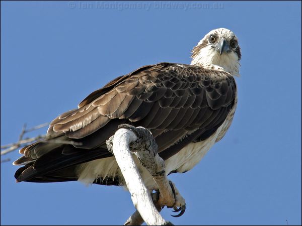 Eastern Osprey eastern_osprey_05685.jpg