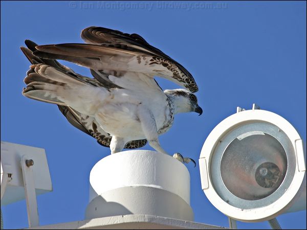 Eastern Osprey eastern_osprey_08727.jpg