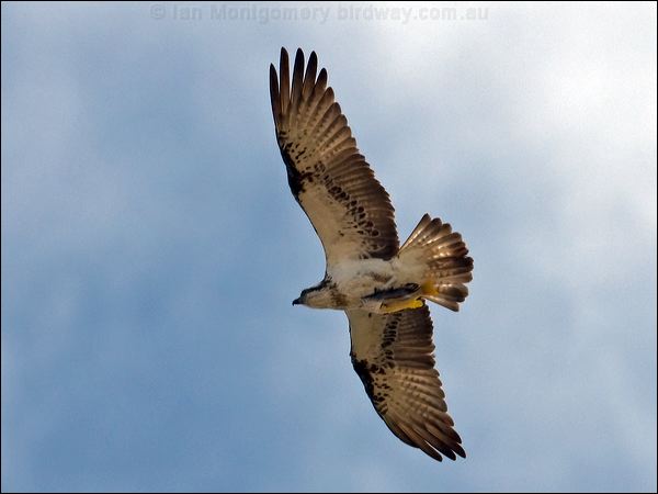 Eastern Osprey eastern_osprey_105441.psd
