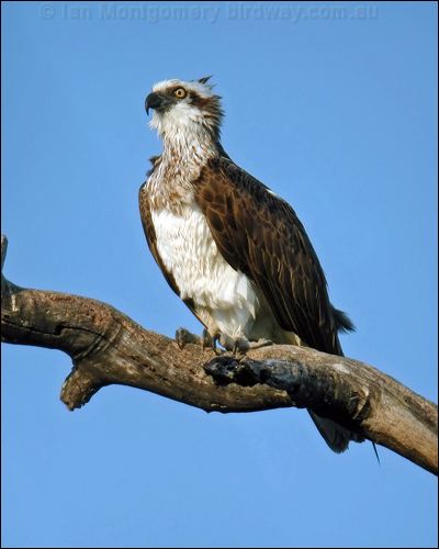 Eastern Osprey eastern_osprey_11152.jpg