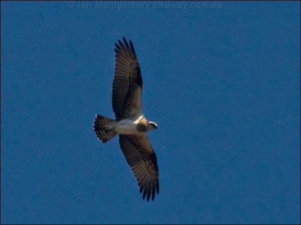 Eastern Osprey eastern_osprey_121341.psd