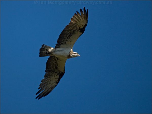 Eastern Osprey eastern_osprey_158317.psd