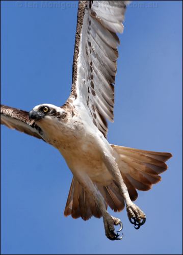 Eastern Osprey eastern_osprey_58948.jpg