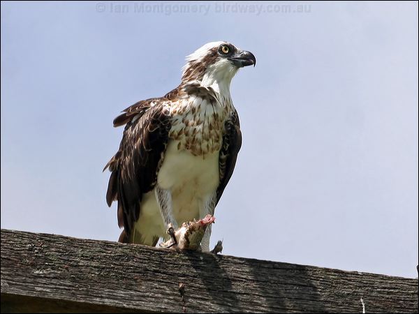 Eastern Osprey eastern_osprey_62981.jpg