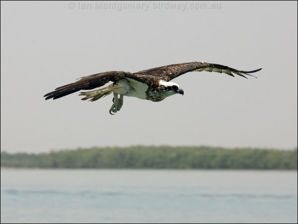 Eastern Osprey eastern_osprey_94259.psd