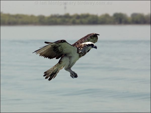 Eastern Osprey eastern_osprey_94260.psd
