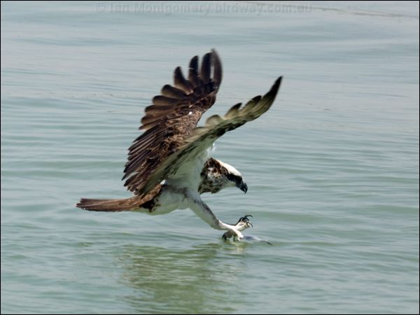 Eastern Osprey eastern_osprey_94263.psd