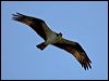 western_osprey_66626