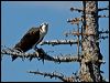 western_osprey_67801
