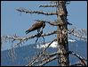 western_osprey_67813