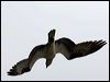 western_osprey_68478