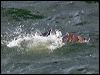 western_osprey_68479