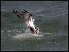 western_osprey_68480