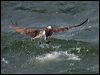 western_osprey_68481