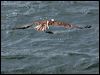 western_osprey_68484