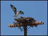 western_osprey_68613
