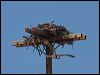 western_osprey_68620