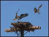 western_osprey_68622