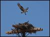 western_osprey_68627