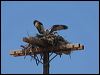western_osprey_68628