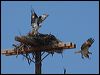 western_osprey_68629