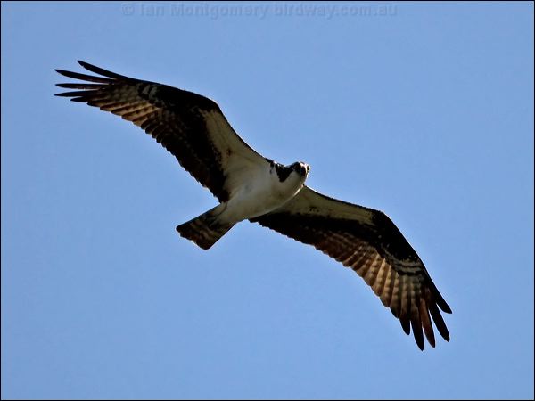 Western Osprey western_osprey_66626.jpg