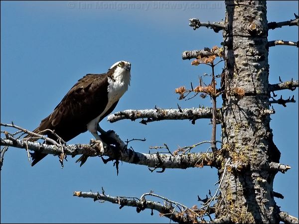 Western Osprey western_osprey_67801.tif