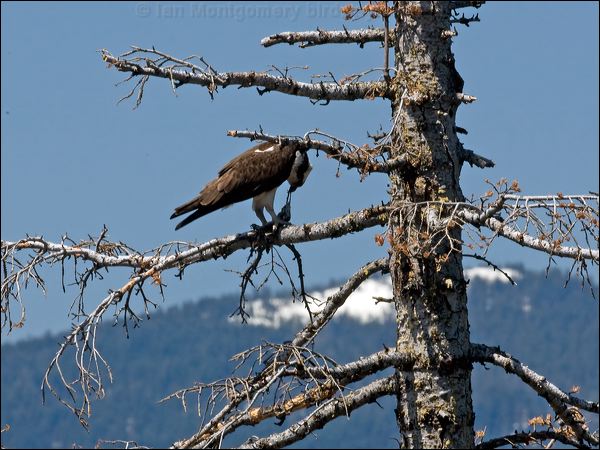 Western Osprey western_osprey_67813.jpg