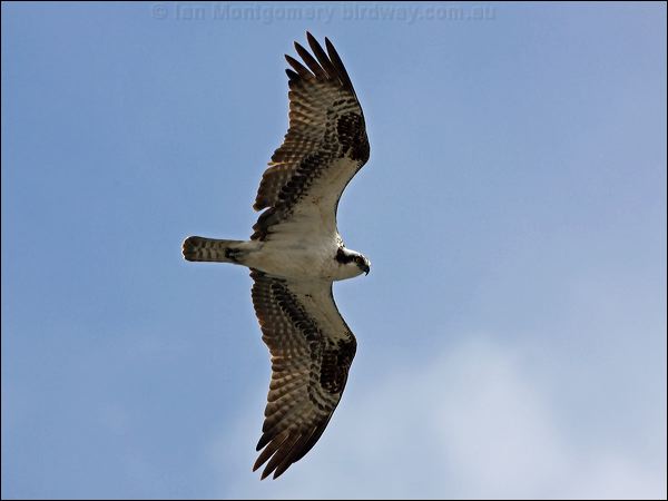 Western Osprey western_osprey_68477.psd