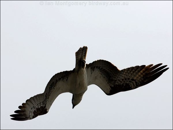 Western Osprey western_osprey_68478.psd