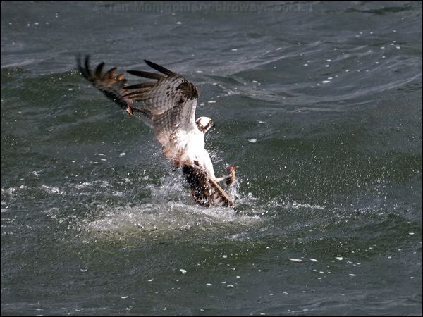 Western Osprey western_osprey_68480.psd