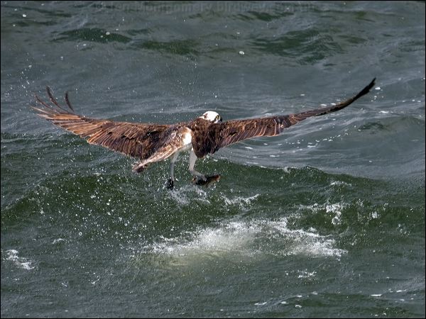 Western Osprey western_osprey_68481.psd