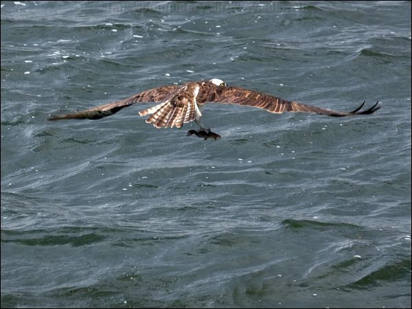 Western Osprey western_osprey_68484.psd