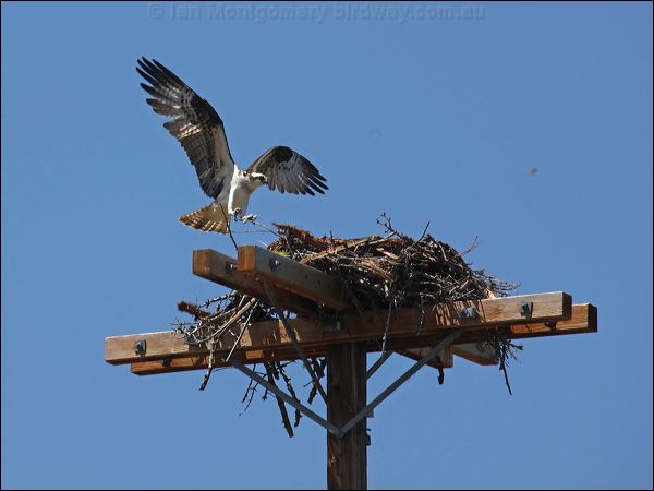 Western Osprey western_osprey_68613.psd