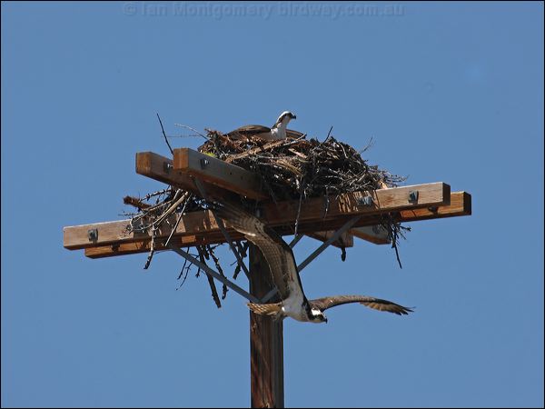 Western Osprey western_osprey_68620.psd