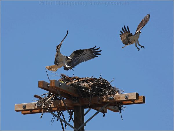 Western Osprey western_osprey_68622.psd