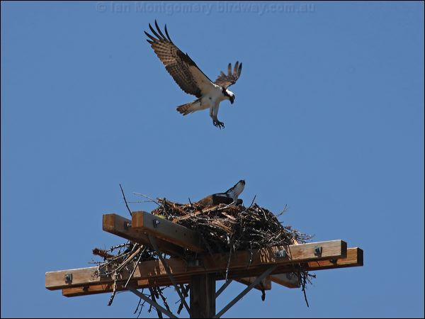 Western Osprey western_osprey_68627.psd