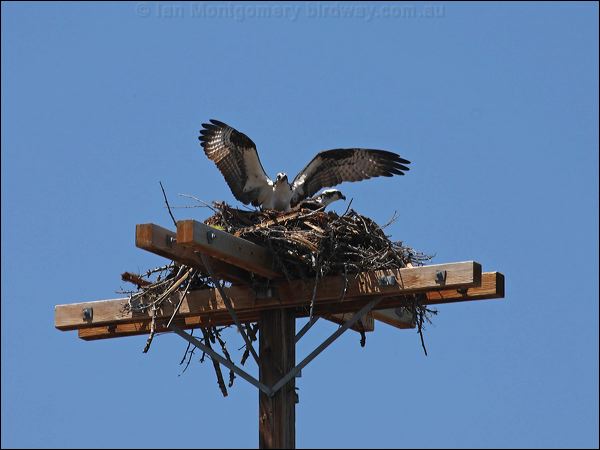 Western Osprey western_osprey_68628.psd