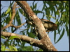magnif_riflebird_04239