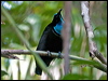 magnif_riflebird_120772