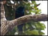 magnif_riflebird_120804