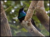 Click here to enter gallery and see photos/pictures/images of Magnificent Riflebird