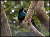 magnif_riflebird_120809