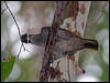 magnif_riflebird_120823