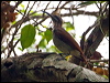 magnif_riflebird_121110